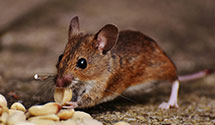 24 Hour & Emergency Exterminators in Kamilche, WA